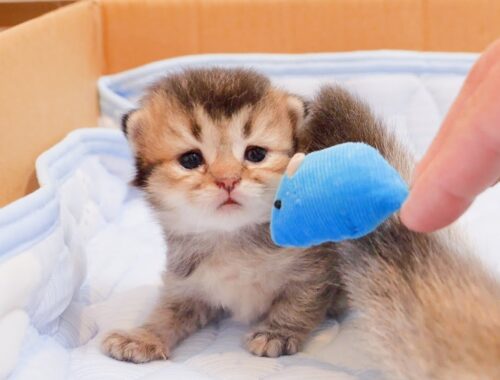 The kitten's reaction when she received the toy for the first time was so cute.