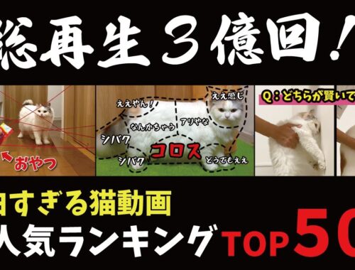 神ランキング！総再生3億回突破の面白すぎる猫動画がこちら！【関西弁でしゃべる猫】【猫アテレコ】