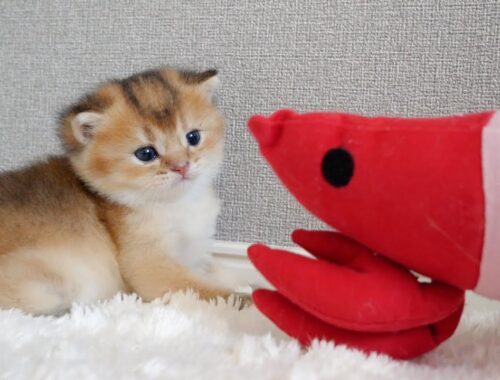 Kittens first meet shrimp and penguins is cute