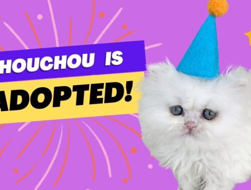 Chouchou is ADOPTED!