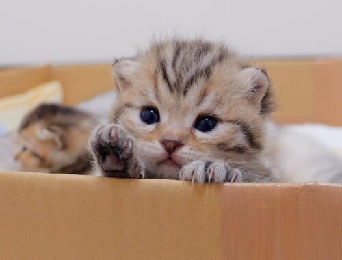 The kitten desperately trying to look out of the box was too cute.