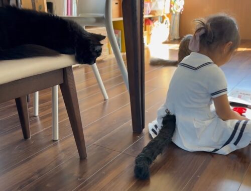 尻尾をつけた子供を確認しに行く猫　ラガマフィンA cat goes to see a child with a tail. Ragamuffin