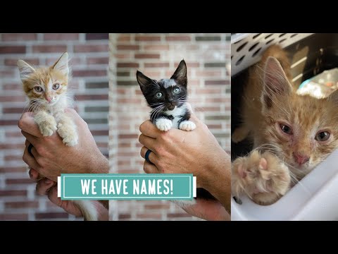 The new kittens have names!