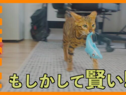 【ベンガル猫は意外と賢い!?🍊】おもちゃの遊び方が賢い。