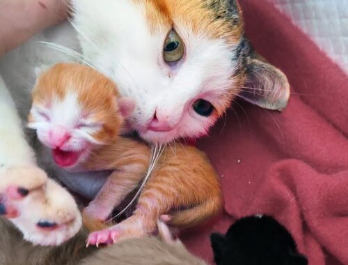 Newborn Kittens Can Hiss - Just a Day After Birth