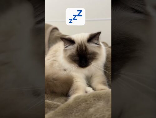 居眠り猫職人【バーマン】