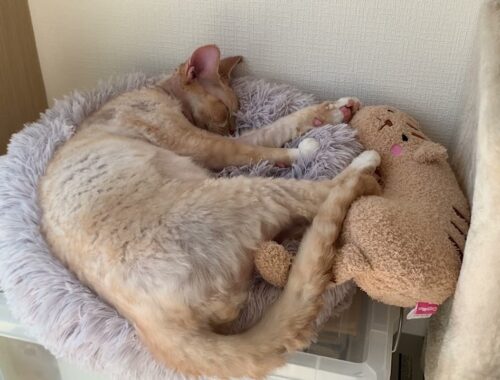 気持ち良さそうにお昼寝中のデボンレックス猫です(Devon Rex cat taking a nap comfortably)