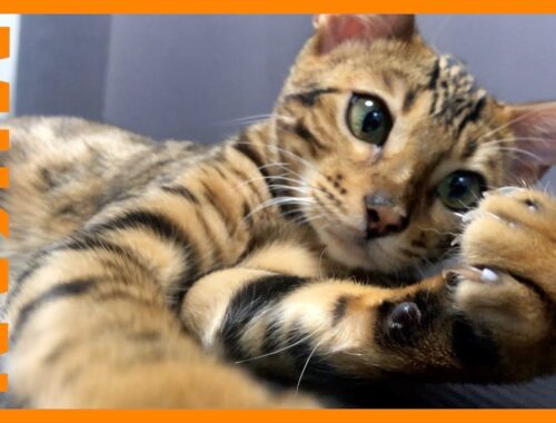 【ベンガル猫のみかん🍊】Bengal Cat!!YouTube初投稿🍊