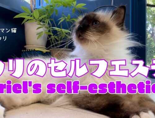 バーマン猫ウリ【ウリのセルフエステ】Uriel's self-esthetics（バーマン猫）Birman/Cat