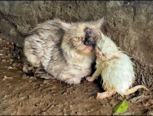 Heavy Rain forced Mother Cat to Carry her kitten in Streets, but No One Opened the Door for Them!