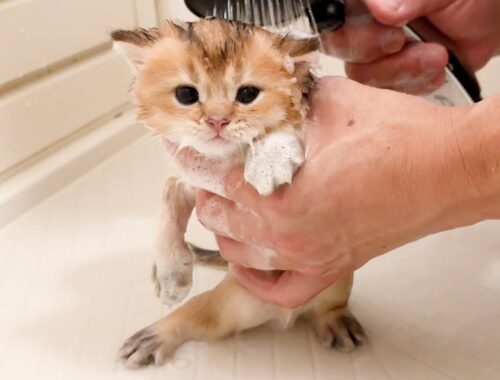 Kitten Mocha covered in bubbles during his first bath