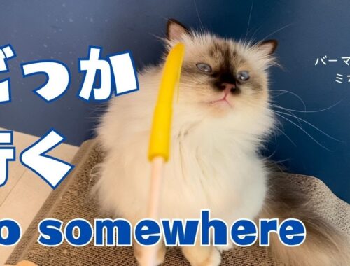 バーマン猫ラフとミカとガブ【どっか行く】Go somewhere（バーマン猫）Birman/Cat