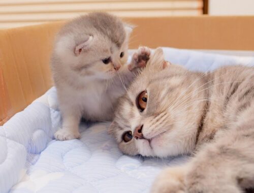 A cute kitten trying to pat its mother cat to put her to sleep.