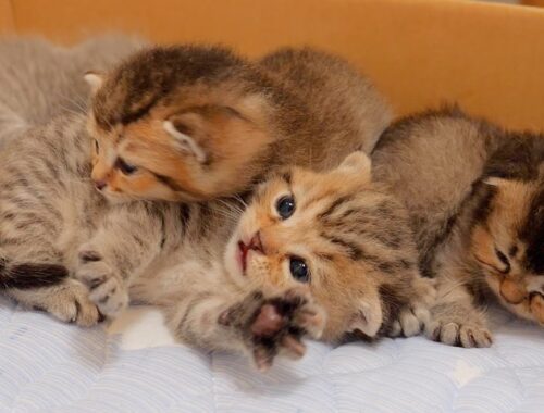 The kittens were fighting so much that the mother refused to nurse them.