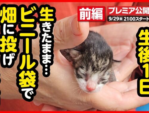 【子猫 保護】たった78ｇ...ビニール袋で捨てられていた 小さな命を保護しました【前編】