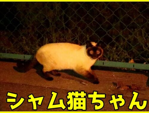 公園猫ちゃんに会いに行くと久々にシャム猫ちゃんがいました。