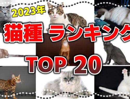 雑種猫は何位？日本に多い人気猫種20選【2023年版】