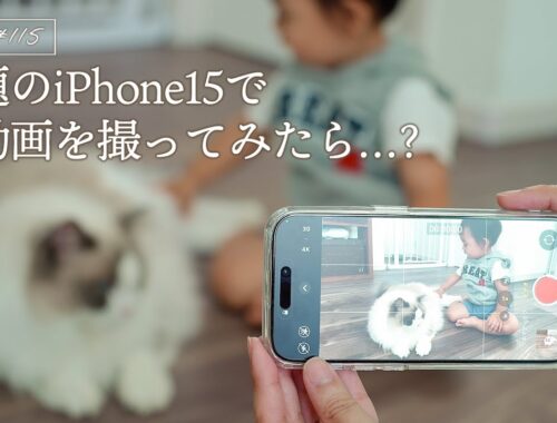 話題のiPhone15で猫動画を撮ってみたら…？｜ラグドール猫 #115