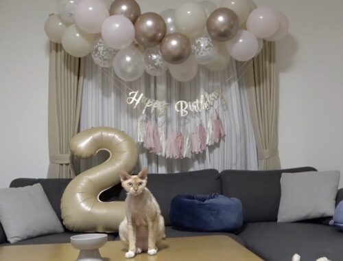デボンレックス兄が２歳の誕生日を迎えました(2 years old birthday of Devon Rex cat)