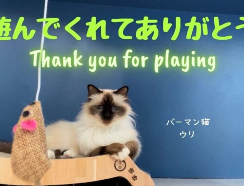 バーマン猫ウリ【遊んでくれてありがとう】Thank you for playing（バーマン猫）Birman/Cat