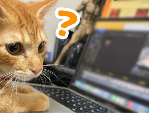 【保護猫】パソコンをいじる茶トラの子猫が可愛すぎました