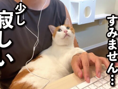 【甘えんぼ猫】仕事中のママにかまって欲しくて邪魔する猫