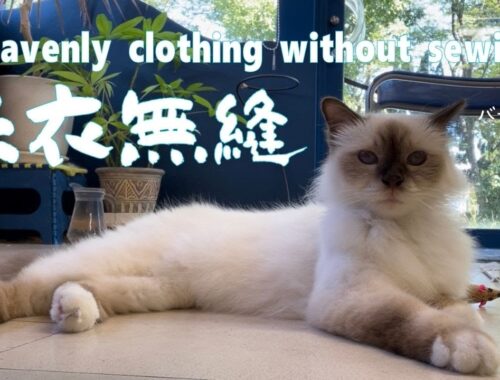 バーマン猫ラフ【天衣無縫】Heavenly clothing without sewing（バーマン猫）Birman/Cat