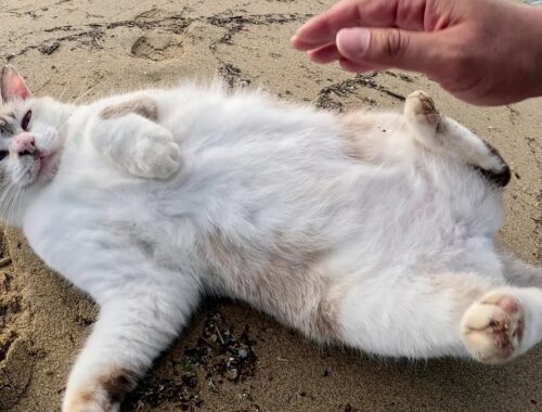 砂浜に来ると、何故かコロンと転がりたくなるシャムミックス猫