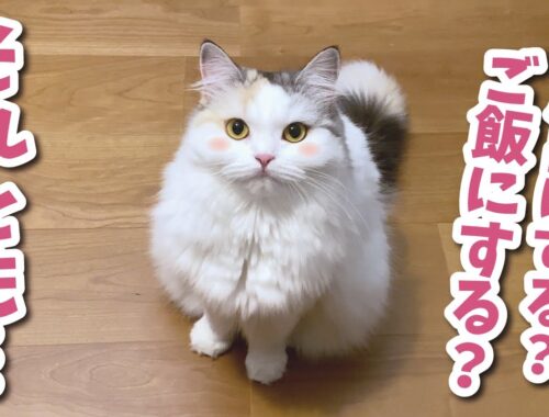 お風呂にする…？ご飯にする…？それとも…！？【関西弁でしゃべる猫】【猫アテレコ】
