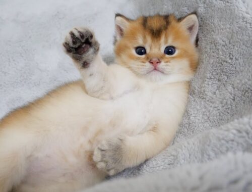 Here's a lazy day in the life of a kitten in a weird pose...