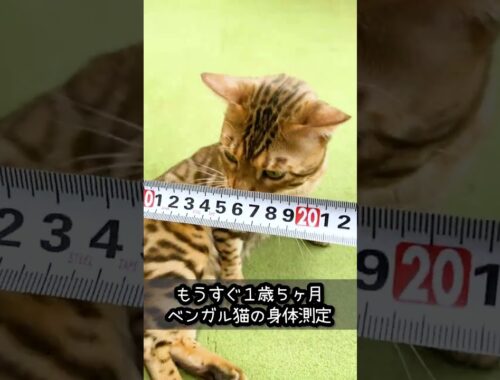 体重何キロ❓ ベンガル猫の身体測定 【1歳5ヶ月】#shorts