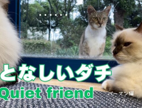 バーマン猫ウリとラフとミカ【おとなしいダチ】（バーマン猫）Birman/Cat