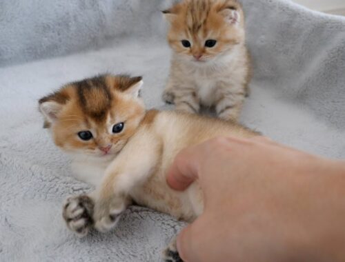 Cute twin kittens who love to fight...