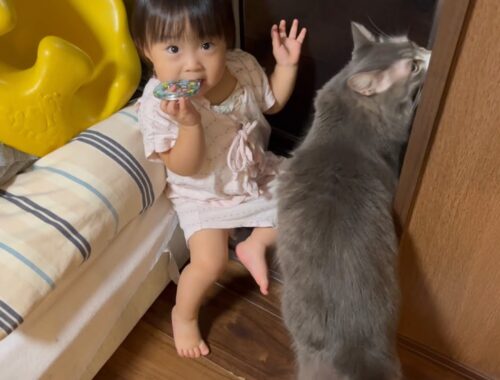 一歳児に期待する猫　ノルウェージャンフォレストキャット　Cats expecting a one-year-old