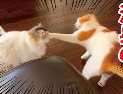 【喧嘩】ちょっと目を離したら猫無差別級タイトルマッチが開催されてました【関西弁でしゃべる猫】【猫アテレコ】