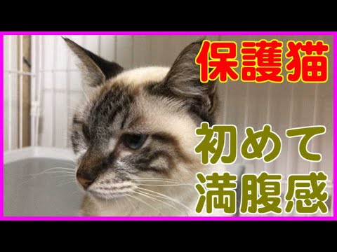[339]保護猫シャムちゃんが初めてお腹いっぱいになりました、でも・・・　[レイちゃんちのネコvlog]