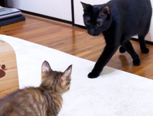 【黒猫と子猫の初対面】末っ子猫がお兄ちゃんに！わんぱく猫が子猫2匹の前ではこうなりました！