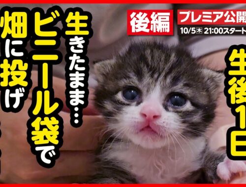 【子猫 保護】お母さん...お母さん...！母猫の温もりを探しながら、必死にミルクを飲む姿に泣けてくる【後編】