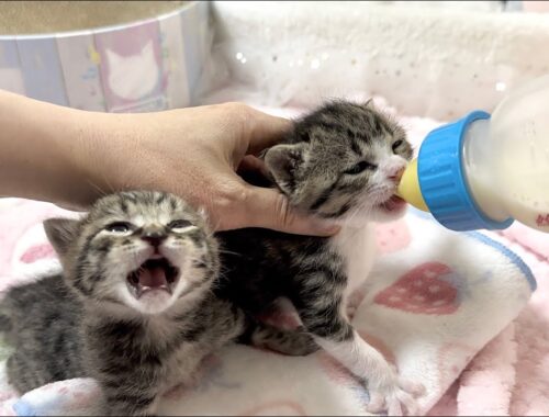 生後18日 早くミルクが飲みたい子猫と絶対譲りたくない子猫【山菜兄妹#17】Kitten who wants to drink milk as soon as possible.