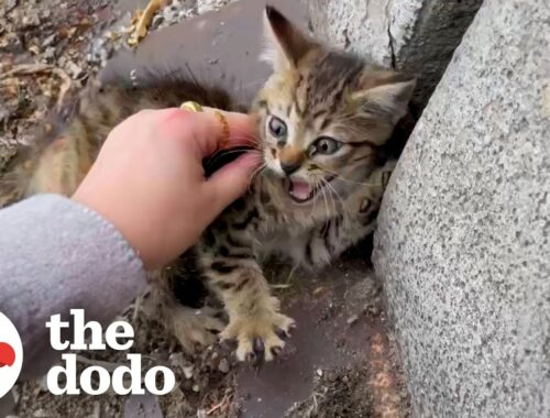 Woman Sprints Across Busy Highway To Rescue Abandoned Kitten | The Dodo