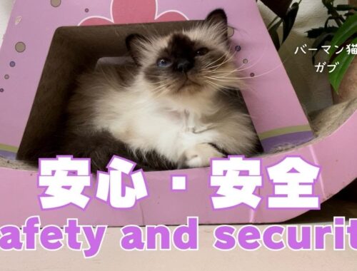 バーマン猫ガブ【安心・安全】Safety and security（バーマン猫）Birman/Cat