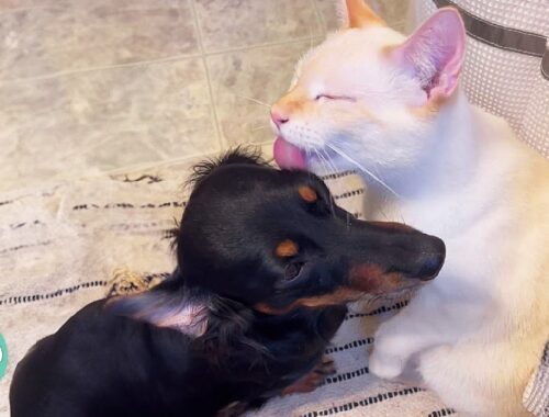 Stray Kitten Picks Doxie As His Mum And Nurses On Her | Cuddle Buddies