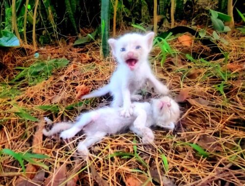This Kitten was LEFT FOR DEAD: What Happens Next Will SHOCK YOU