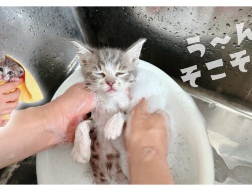 【子猫のお風呂】シャンプーしました！その後ゆっくり寝る子猫がかわいいぃいい【保護猫生活24日目】