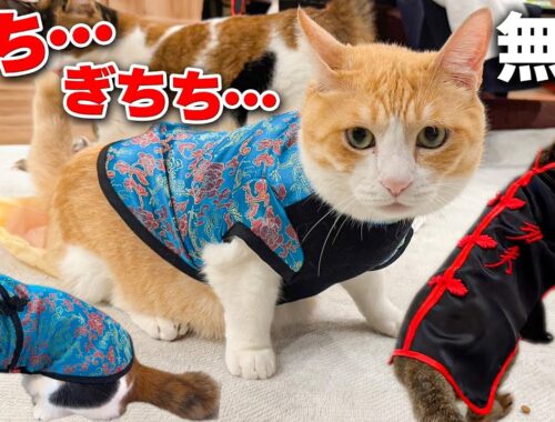横浜中華街で猫たちのチャイナ服を買ってみたらサイズが…あの…