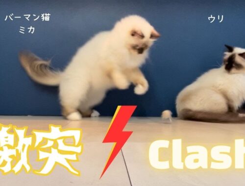 バーマン猫ミカとウリ【激突】Clash （バーマン猫）Birman/Cat