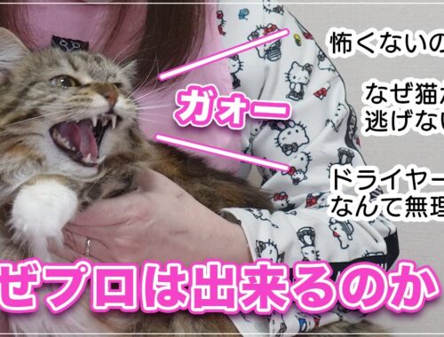 【サラちゃん】どうしてプロは猫のシャンプーが出来るのでしょうか。みーちゃん先生の頭の中を解説してもらったら凄すぎました【メインクーン】