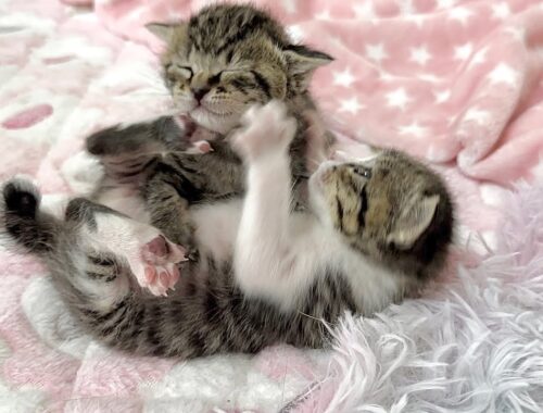 生後19日 迫力ゼロのゆるゆるにゃんプロをする子猫【山菜兄妹#18】Just cute wrestling by kittens.