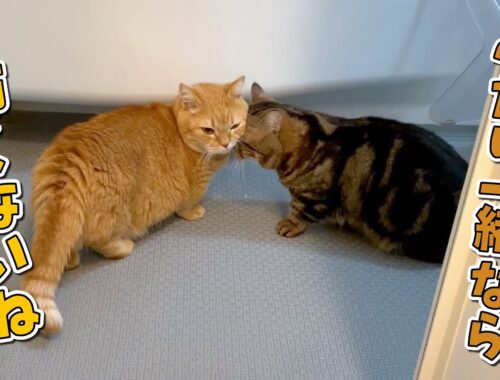 ふたりで苦手なお風呂のパトロールをする猫たちがかわいい！