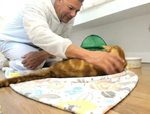 Grieving rescue cat Goldie gets snuggles from fire fighter and it is magical